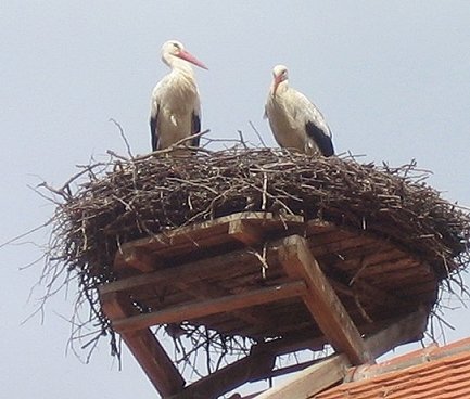 Scheinvater Scheinvaterregess Leiblicher Vater Rechtsanwalt